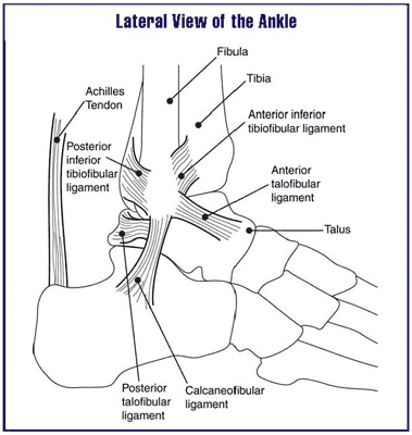 Achilles Tendon