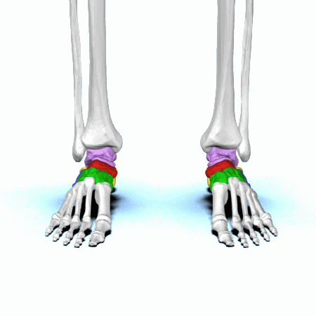 Tarsal bones animation01