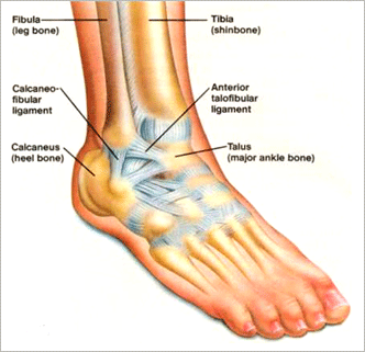 anterior heel pain